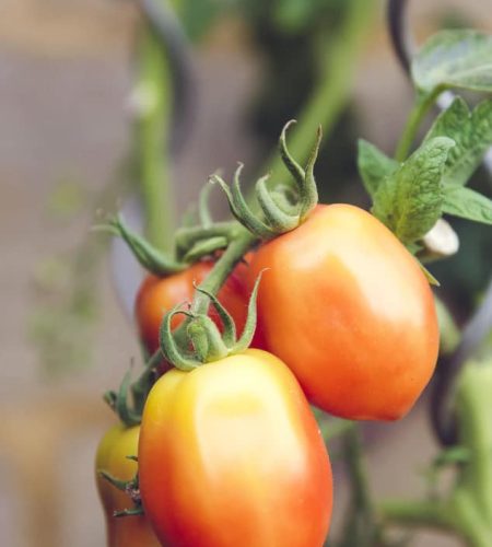 organic tomatos
