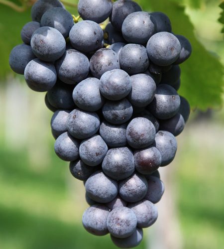organic grapes